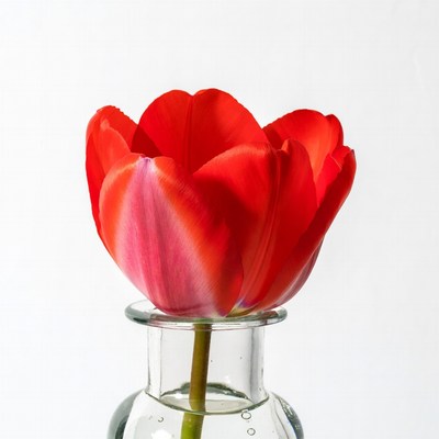 Red Tulip in Glass Vase