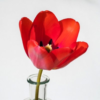 Red Tulip in Glass Vase
