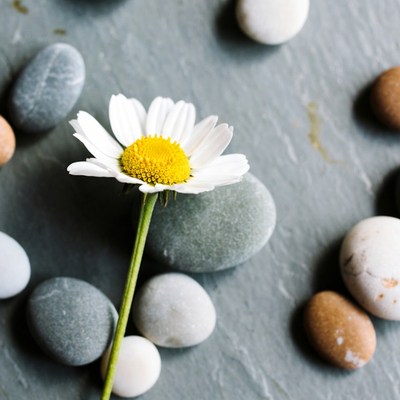 Daisy flower with pebbles