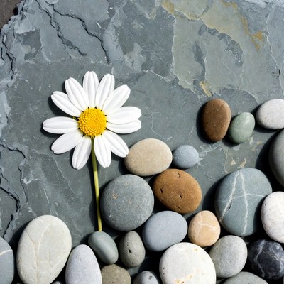 White Daisy on Gray Slate Pebbles