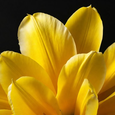 Yellow tulip flower close-up