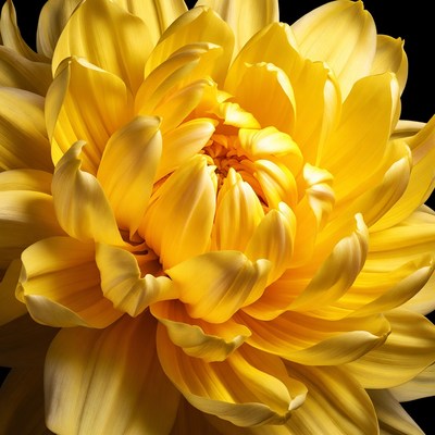 Vibrant yellow dahlia flower