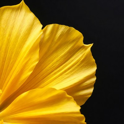 Yellow flower petals on black background