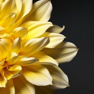 Yellow Dahlia Flower Closeup