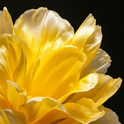 Yellow Tulip Bloom on Black Background