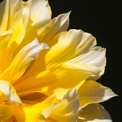 Yellow tulip flower on black background