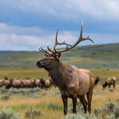 Bull Elk with Large Antlers in Grassland