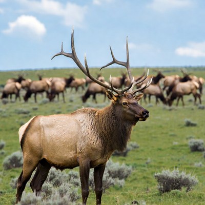 Bull Elk with Antlers in Meadow