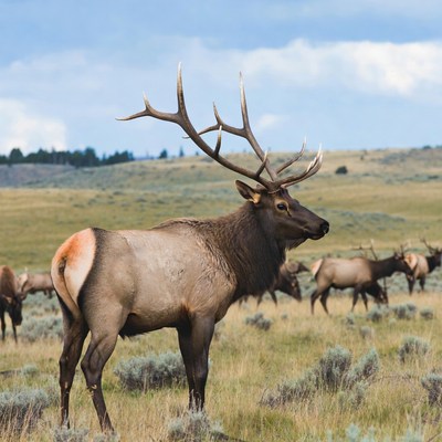 Bull Elk with Antlers in Grassland