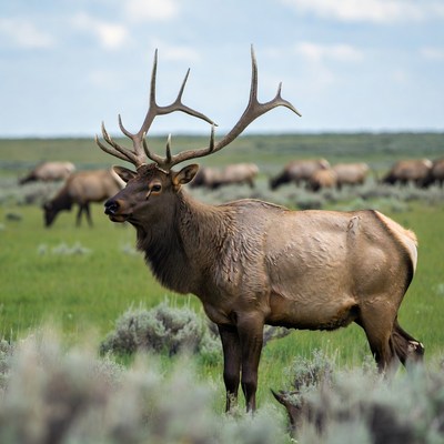 Bull Elk with Large Antlers in Grassland