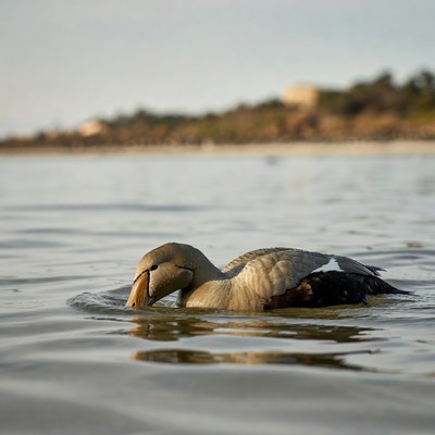 Grey duck swimming in shallow water