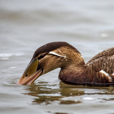 Mallard duck eating in water