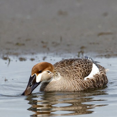 Redhead Duck Swimming in Water