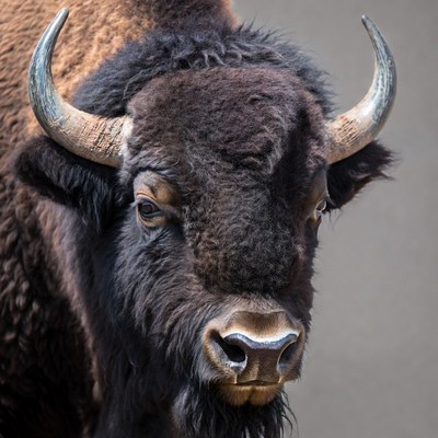 Close-up American Bison Head