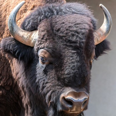 Closeup American Bison Head