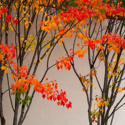 Autumn Maple Trees Against White Wall