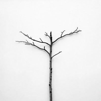 Bare tree on white background