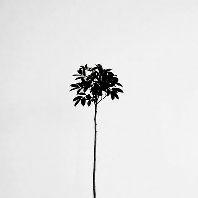 Black Silhouette Tree on White Background