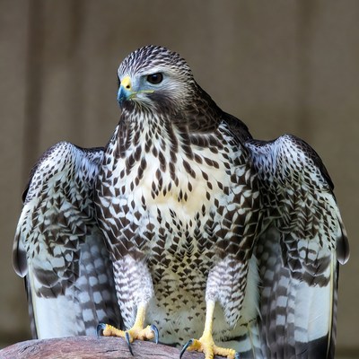 Red-tailed Hawk with Wings Spread
