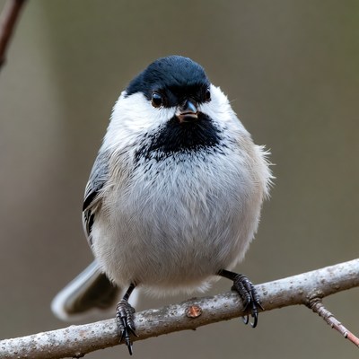 Black-capped Chickadee on branch