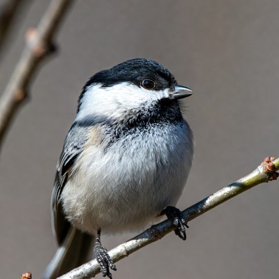 Black-capped Chickadee on branch