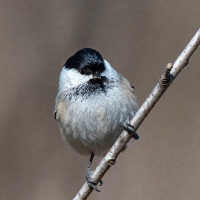 Chickadee perched on branch