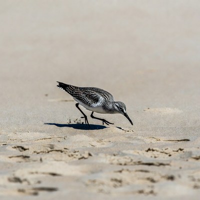 Sanderling foraging on beach sand