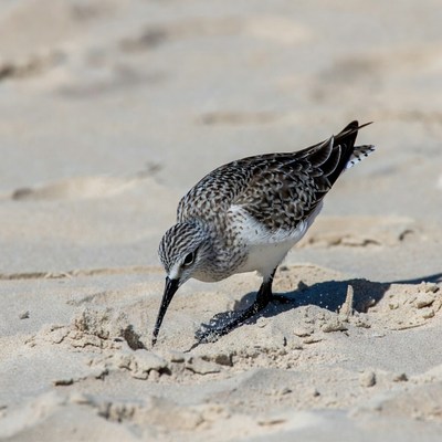 Sanderling foraging on beach sand