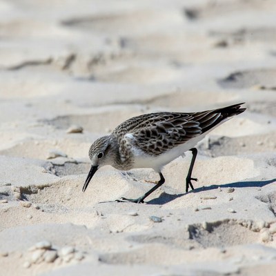 Sanderling foraging on beach sand