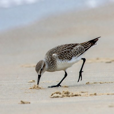 Sanderling foraging on beach sand