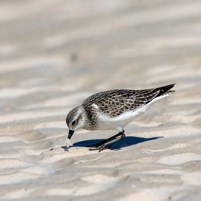 Sanderling foraging on beach sand