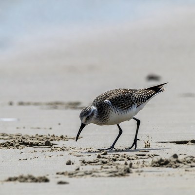Sanderling foraging on beach sand