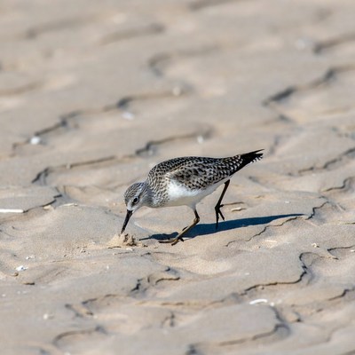 Semipalmated Sandpiper foraging on beach