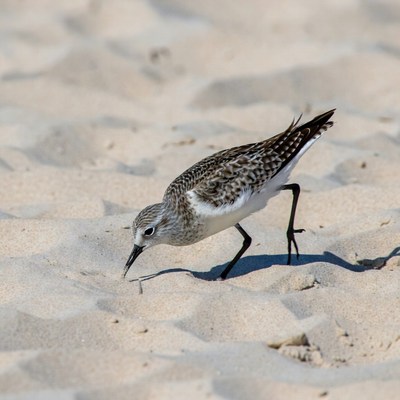Sanderling foraging on beach sand