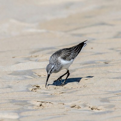 Sanderling foraging on beach sand