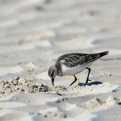 Sanderling foraging on beach sand