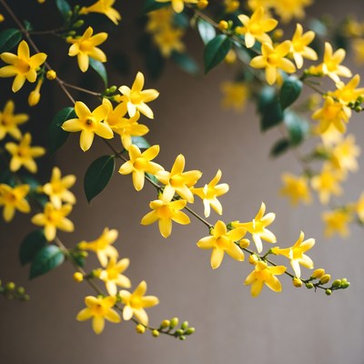 Yellow Forsythia Flowers on Green Branches