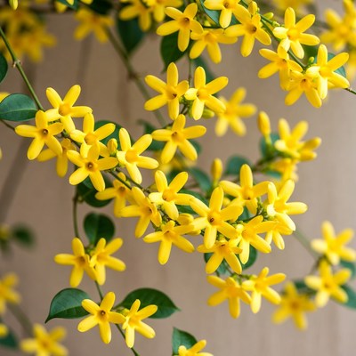 Vibrant yellow star-shaped flowers