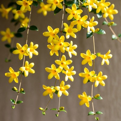 Hanging Yellow Forsythia Flowers