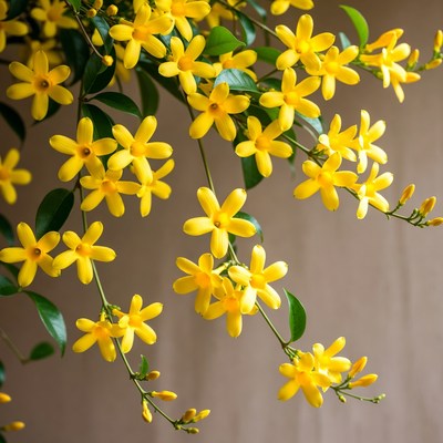 Yellow Allamanda Flowers Hanging
