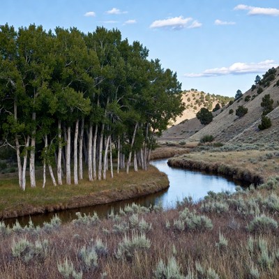 Aspen Trees Along Winding River