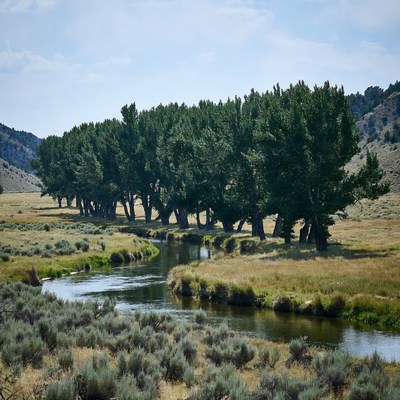 Row of green trees along winding river
