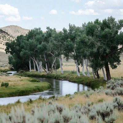 Cottonwood Trees Along Winding River