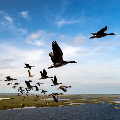 Flock of Canada Geese Flying over Marsh