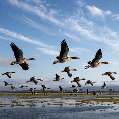 Flock of Geese Flying over Wetland