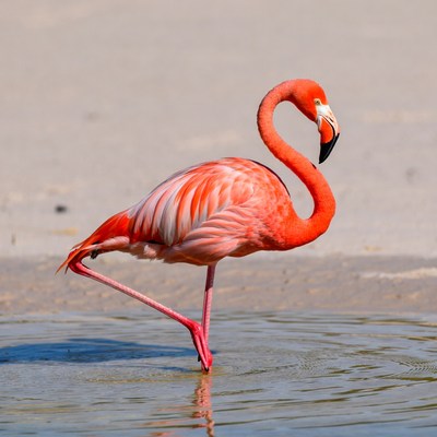 Flamingo standing in shallow water