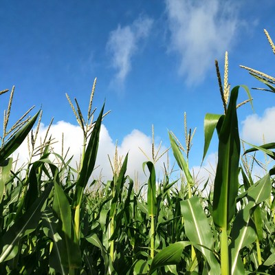 Corn field under blue sky