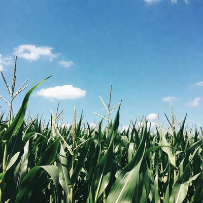 Corn field under blue sky