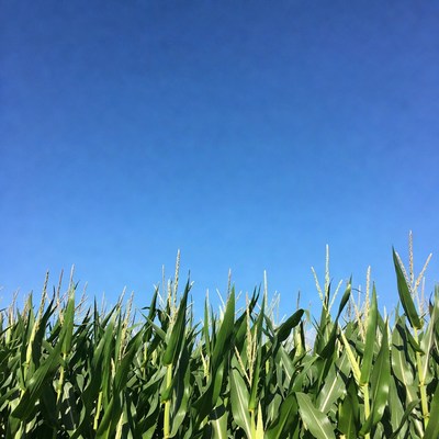 Corn field under blue sky
