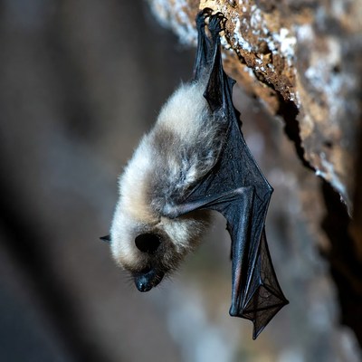 Bat hanging upside down on rock